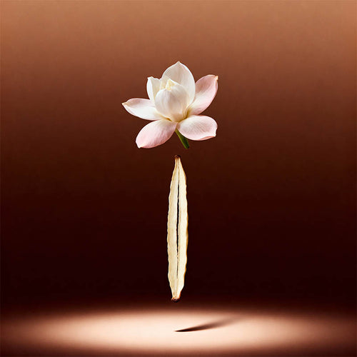 White lotus flower on a brown background