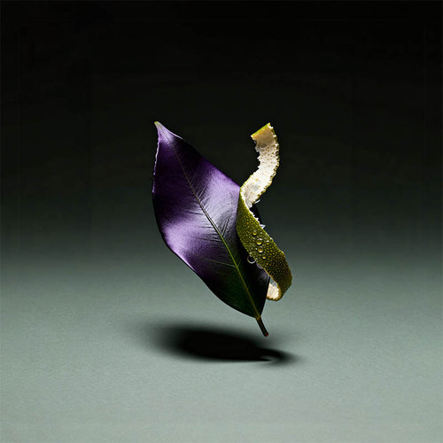 Three leaves of different colors on a dark background