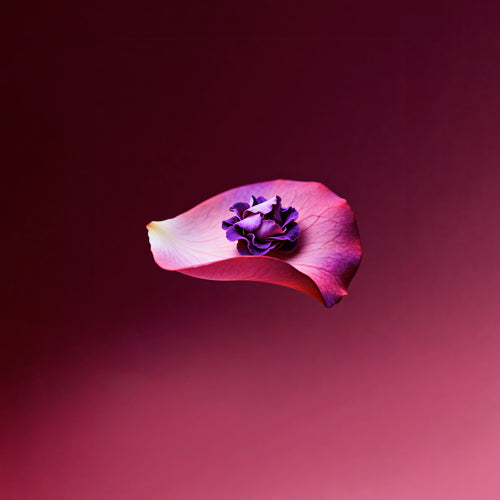 Silk Odyssey